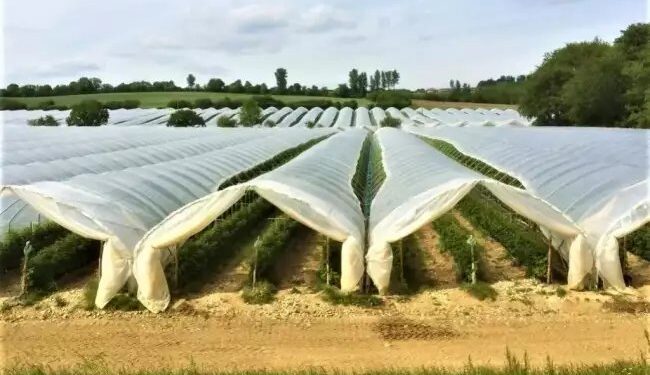 अच्छा मुनाफा, कम लागत, जानें किसानो के लिए कैसे फायदे का सौदा है ‘टनल फार्मिंग’