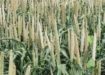 देश में मोटे अनाज़ का उत्पादन 174.08 लाख मीट्रिक टन होने का अनुमान