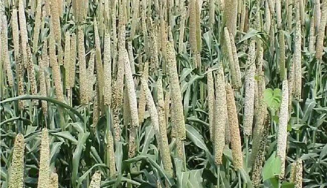 देश में मोटे अनाज़ का उत्पादन 174.08 लाख मीट्रिक टन होने का अनुमान