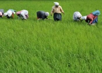 देश में खरीफ फसलों की बुवाई में बढ़ोतरी, अब तक 597.86 लाख हेक्टेयर में हो चुकी बुआई