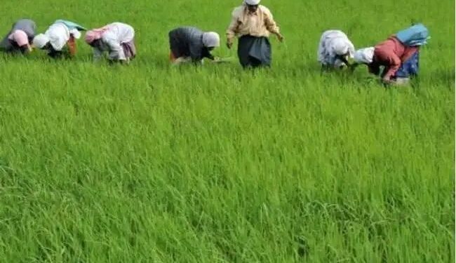 देश में खरीफ फसलों की बुवाई में बढ़ोतरी, अब तक 597.86 लाख हेक्टेयर में हो चुकी बुआई