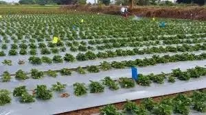 बिहार सरकार का किसानों को बड़ा तोहफा, मल्चिंग पर दे रही 50% सब्सिडी