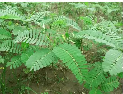 खेती की उपज बढ़ाने का सुनहरा मौका: किसानों को मुफ्त मिलेगा ढैंचा बीज मिनीकिट, जानिए पात्रता और लाभ