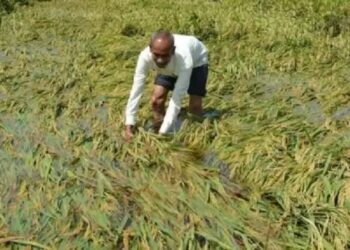 फिजी वायरस से धान की फसल बर्बाद, हरियाणा के किसानों ने करनाल में किया प्रदर्शन