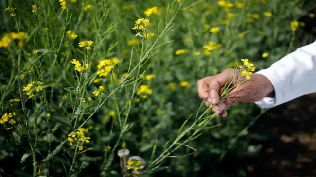 ग्रीष्म ऋतु में तिलहन की बुवाई को बढ़ावा मिला