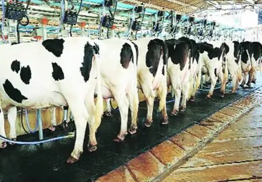 अब मुफ्त में होगा पशुओं का इलाज, टीका भी बिलकुल फ्री, 1 मार्च से मिलेगी सुविधा!