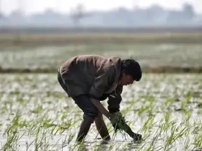 इन 4 राज्यों में किसानों के लिए बड़ी खुशखबरी, महज 1 रुपया में कराया जाएगा फसल बीमा