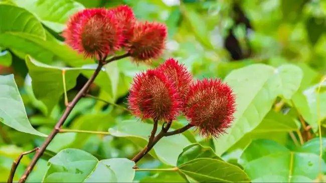 इस राज्य में शुरु होने जा रही सिंदूर की खेती, BAU सबौर को मिली रिसर्च की जिम्मेदारी