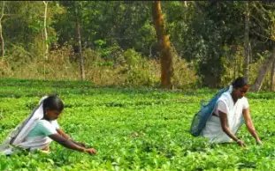 बिहार सरकार चाय की खेती पर दे रही सब्सिडी, ऐसे करें आवेदन