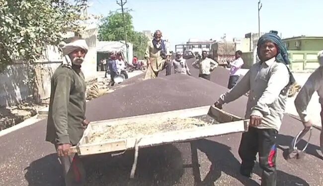 Rajasthan : सरसों के दामों में भारी उछाल , किसानों के चेहरे खिले