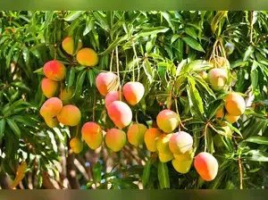 मुंबई संयंत्र में संक्षिप्त डेटा त्रुटि के बाद मैंगो विकिरण परिचालन सामान्य हुआ