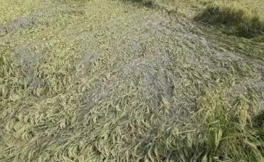 बारिश से धान की फसल खराब होने पर मिलेगा 25 हजार रुपये मुआवजा, 17 सितंबर तक होगी भरपाई