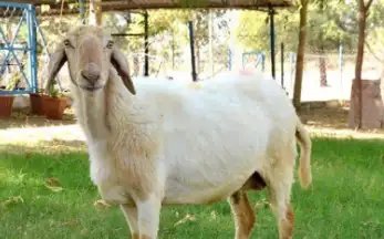 इस नस्ल की भेड़ से मिलेगा किसानों को अधिक मुनाफा, एक साल में दो बार देगी बच्चा