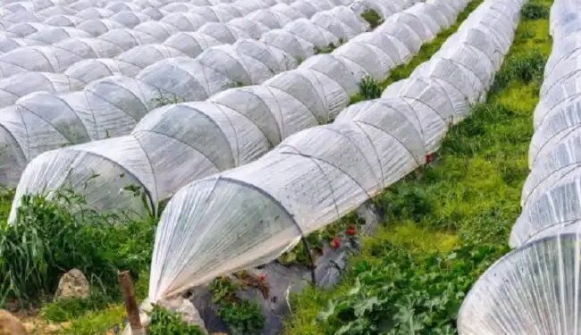 पॉलीहाउस और शेड नेट लगाने पर बिहार सरकार दे रही बंपर सब्सिडी, ऐसे करें आवेदन