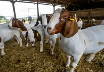 सर्दीयों में बकरियों को संक्रमित रोग से बचाने के लिए करें ये उपाय