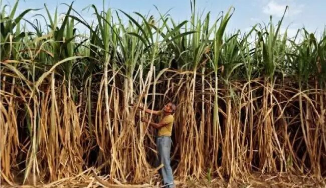गन्ने का एफआरपी 10.25 प्रतिशत की मूल वसूली दर पर 340 रुपये प्रति क्विंटल तय किया गया