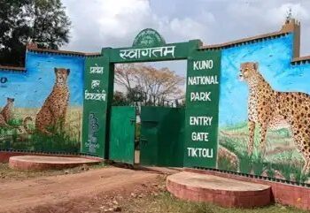 मप्र के कूनो नेशनल पार्क अब पर्यटकों के लिए खुला, जानें डिटेल!