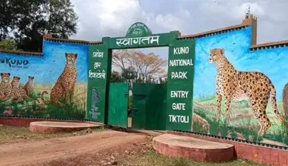 मप्र के कूनो नेशनल पार्क अब पर्यटकों के लिए खुला, जानें डिटेल!
