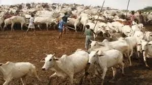 देश में कुल दूध उत्पादन 239.30 मिलियन टन, गाय और भैंस का योगदान 96% से अधिक