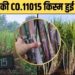 गन्ने की ‘CO. 11015 किस्म’ से किसान हुए परेशान, खेत का Video हुआ वायरल!