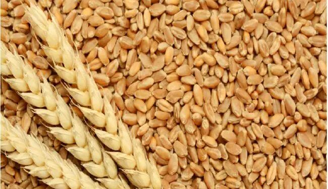 आरएमएस 2024 में 112 मिलियन एमटी गेहूं का उत्पा दन, गेहूं का पर्याप्त भंडार उपलब्ध