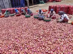 सरकार द्वारा प्याज़ की खरीद में देरी के कारण हुए नुकसान की गणना: महाराष्ट्र के किसान