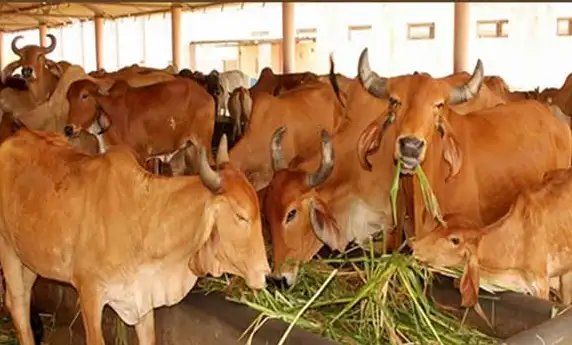 गो संरक्षण और विकास पर राज्य सरकार खर्च करेगी 478 करोड़, इन चीजों पर भी होगा फोकस!