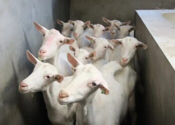 इस नस्ल की बकरी से मिलेगा अधिक मुनाफा, जानें क्या है खास?