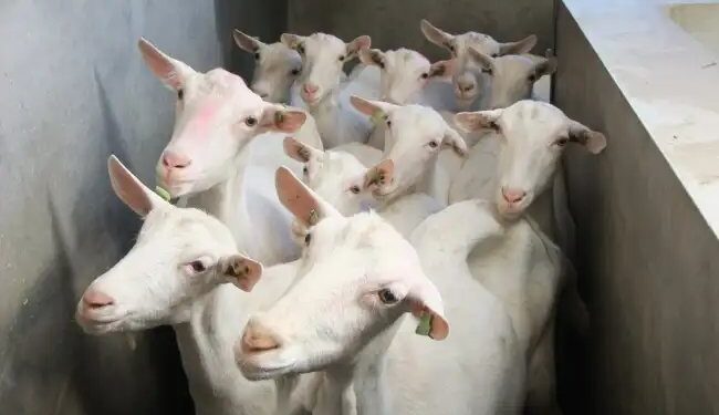 इस नस्ल की बकरी से मिलेगा अधिक मुनाफा, जानें क्या है खास?