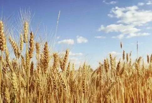 मध्य प्रदेश और यूपी में गेहूं का मिल रहा तगड़ा दाम, मंडियों में MSP के नीचे पहुंची कीमतें!