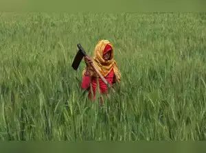 सामान्य से अधिक तापमान के पूर्वानुमान से भारत की गेहूं की फसल प्रभावित हो सकती है