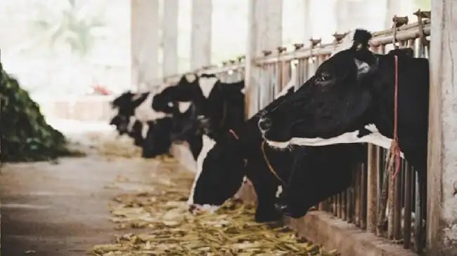 लुधियाना में बनने जा रही सबसे बड़ी डेयरी यूनिट, इस बड़ी समस्या से मिलेगी राहत