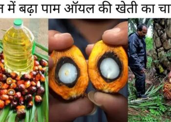लाल सोना’ की लहर: पाम ऑयल की खेती से किसानों की किस्मत पलटने को तैयार भारत!
