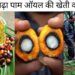 लाल सोना’ की लहर: पाम ऑयल की खेती से किसानों की किस्मत पलटने को तैयार भारत!