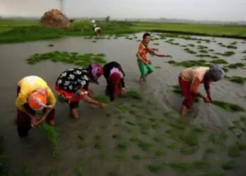 धान के समर्थन मूल्य में मामूली 3% की वृद्धि