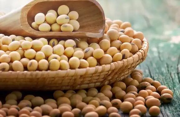 सोयाबीन खरीद में महाराष्ट्र नंबर 1, जानें बाकी राज्यों की क्या है रिपोर्ट?