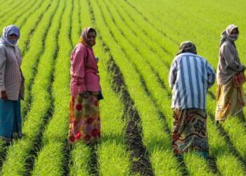 प्रयागराज में 6,300 से अधिक किसान करेंगे प्राकृतिक खेती, 2,550 हेक्टेयर भूमि पर होगा प्रयोग