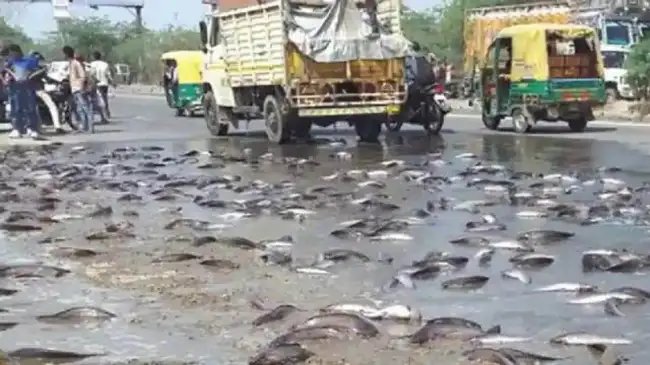सड़क पर पलटा मछलियों से लदा वाहन, राहगीरों में मची लूटने की होड़