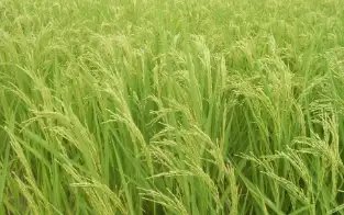 हरियाणा किसानों को मिलेगा 90 करोड़ रुपये का बोनस, पढ़ें पूरी खबर…