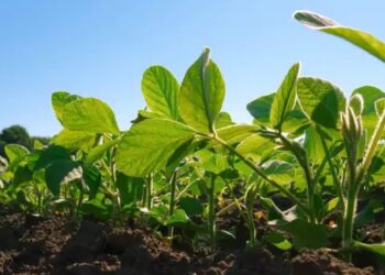 सोयाबीन उत्पादन बढ़ाने के लिए इंदौर में केंद्रीय कृषि मंत्री की पहल, खेत भ्रमण और विशेषज्ञों से संवाद का कार्यक्रम