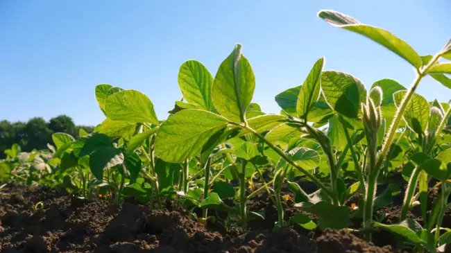 सोयाबीन उत्पादन बढ़ाने के लिए इंदौर में केंद्रीय कृषि मंत्री की पहल, खेत भ्रमण और विशेषज्ञों से संवाद का कार्यक्रम