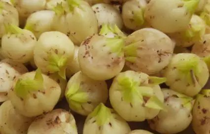 महुआ की खेती में करें ये दो उपाय, नहीं घटेगी पैदावार!