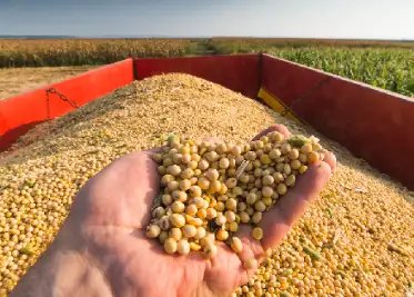मध्य प्रदेश सोया उत्पादन में नंबर 1, इन राज्यों को पछाड़ा