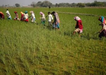 वित्त वर्ष 2021 से फसलों की एमएसपी खरीद का मूल्य सालाना केवल 2.9% बढ़ा