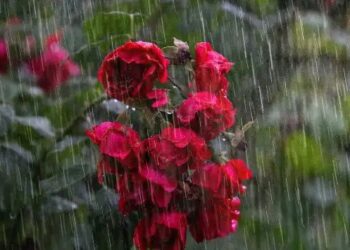 दिल्ली-एनसीआर समेत इन राज्यों में बारिश की संभावना, IMD ने जारी किया पूर्वानुमान!