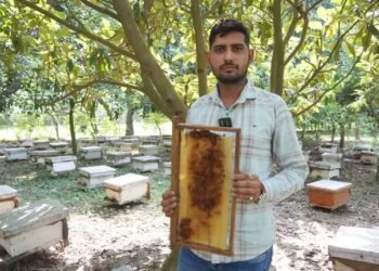 50 बॉक्स से शुरू किया मधुमक्खी पालन, अब बन चुके हैं दूसरों के लिए प्रेरणा स्रोत