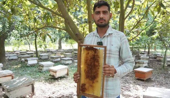 50 बॉक्स से शुरू किया मधुमक्खी पालन, अब बन चुके हैं दूसरों के लिए प्रेरणा स्रोत