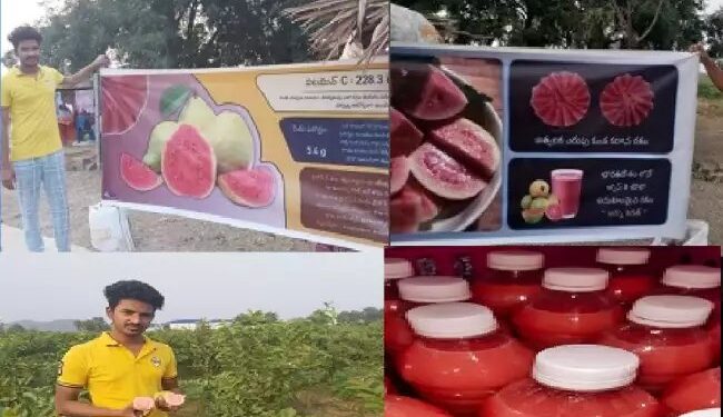 ‘अर्का किरण’ अमरूद एफ 1 हाइब्रिड से किसानों को मिल रहा है लाभ