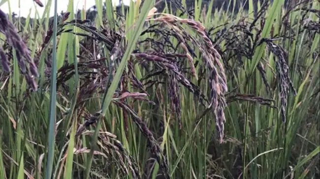 इंग्लैंड और अमेरिका जाएगा UP का काला नमक, जानें कैसे बढ़ रही विदेशों में डिमांड