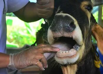 पशुधन स्वास्थ्य और रोग नियंत्रण कार्यक्रम के प्रभावी कार्यान्वयन से देश में पशु रोगों में आई कमी